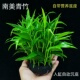 南美青竹坨草新手懒人阴性好养淡水真水草鱼缸净化水质增氧造景