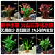 鱼缸造景水草植物火山石净水真草新手套餐阴性古法养鱼绿植蜈蚣草