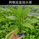 阿根廷皇冠水草鱼缸造景挺水植物阴性后景生态缸净水增氧水下叶