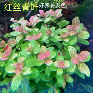 红丝青叶水草鱼缸造景中后景阴性水草红色好养真草淡水新手懒人