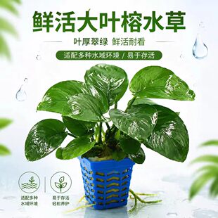 大叶巴榕水榕新手懒人鱼缸造景植物真草阴性好养耐活水下叶绿植
