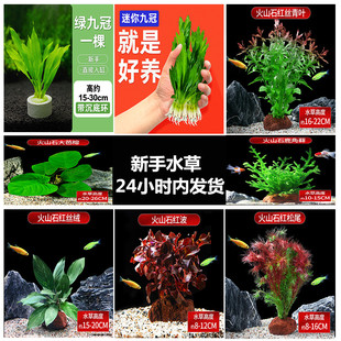蜈蚣草新手阴性水草鱼缸造景迷你绿九冠小水溶黄金榕古法养鱼套餐
