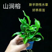 山涧榕水榕鱼缸造景增氧净水真草新手入门好养阴性坨草淡水植物