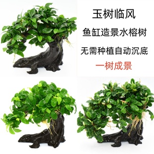水榕造景招财树鱼缸草缸新手懒人淡水生命之树入缸成景水草植物