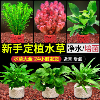 鱼缸水草植物真草阴性水榕蜈蚣草