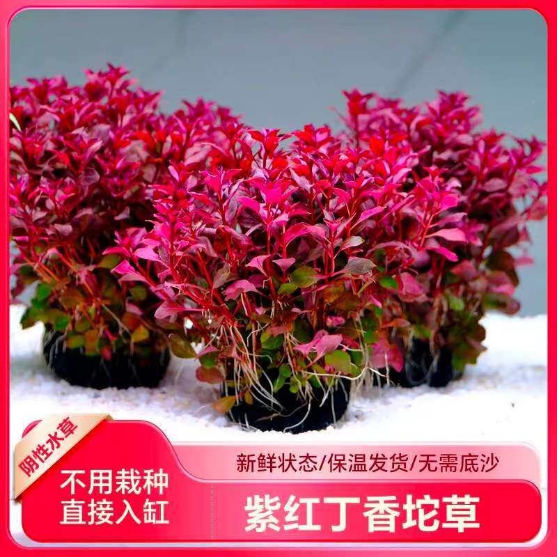 鱼缸造景紫红玫瑰丁香坨草新手阴性好养活红色水草净水养鱼绿植