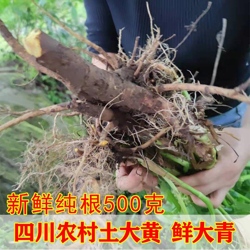 500克包邮纯根 新鲜土大黄干货打粉 现挖农村 鲜大青 牛耳朵大黄