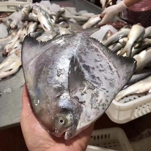 舟山海鲜野生斗昌鱼深海鲳鱼水产无刺海鱼新鲜中斗鲳大斗鲳