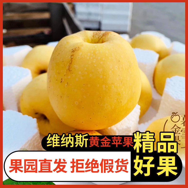 山东昆嵛山维纳斯苹果黄金苹果新鲜水果脆甜现摘奶油糖心水果新鲜