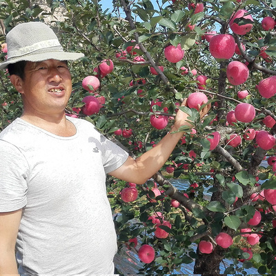 昆嵛山红富士苹果新鲜水果山东烟台栖霞5斤脆甜孕妇宝宝带皮吃的