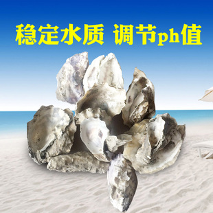 鱼池过滤材料 蚝壳 牡蛎壳 水族过滤器材 锦鲤鱼池调水用品 1斤