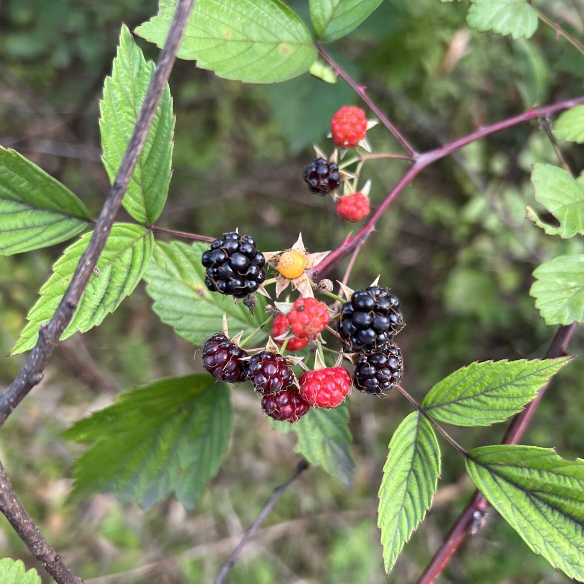 黑树莓新鲜中药材插田泡苗复盆子根大乌泡枝叶乌沙莓回头龙抛秧泡