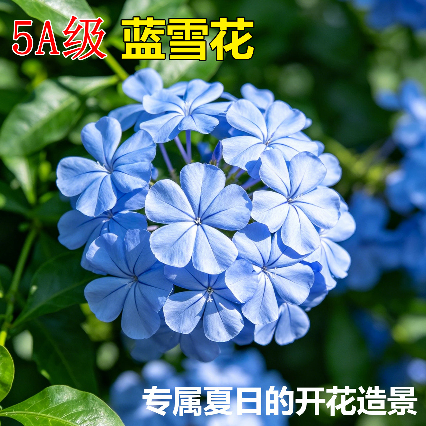 蓝雪花盆栽花卉大苗易开花阳台花园观赏爬藤植物耐热易养活白雪花
