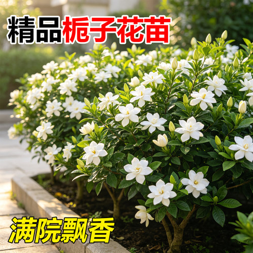 大叶四季栀子花小叶栀子盆栽庭院别墅绿化工程苗绿植基地花卉植物