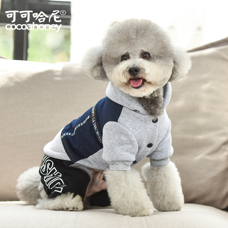 小狗狗泰迪比熊博美冬天冬季四脚