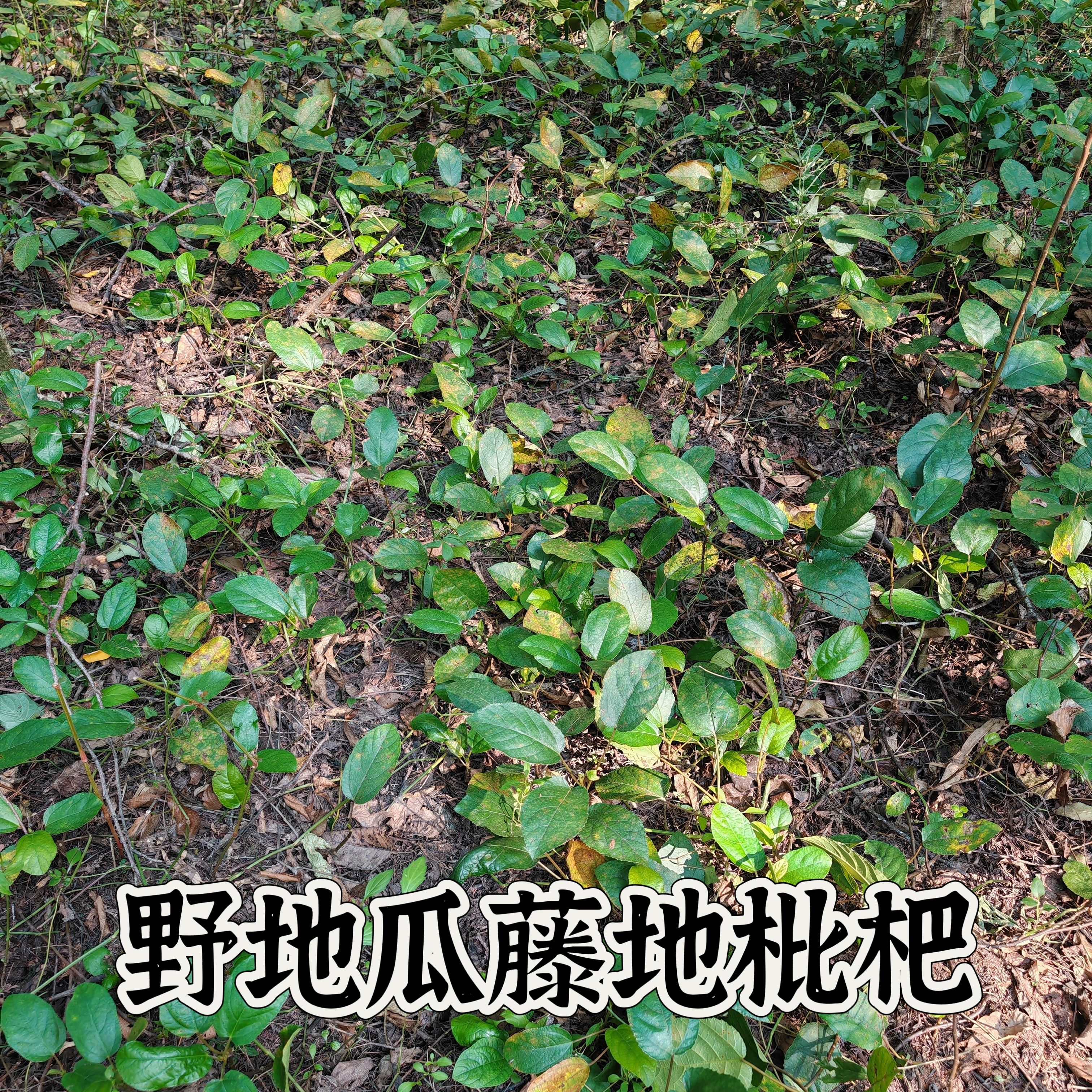 野地瓜藤地枇杷过山龙地果地石榴地瓜榕地蜈蚣四季常青药食两用