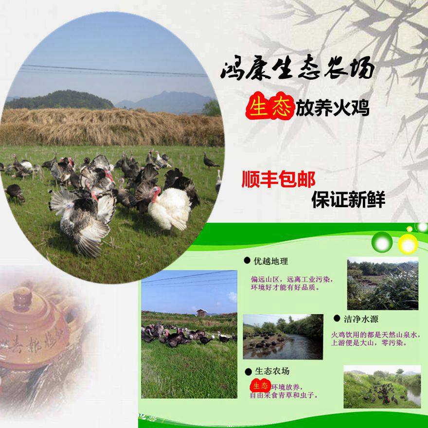圣诞节火鸡 感恩节火鸡 火鸡肉新鲜整只 生火鸡整只鸡 包邮