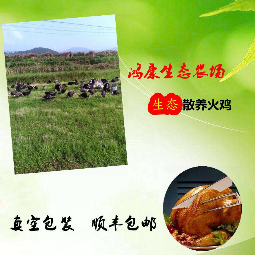 火鸡肉新鲜整只 感恩节火鸡 圣诞节火鸡农场放养现杀现发顺丰包邮