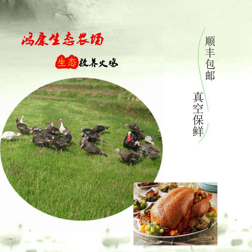 火鸡整只 火鸡肉整只 圣诞节火鸡 感恩节火鸡 农场放养现杀现发