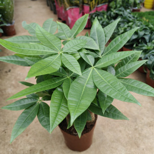 斗南绿植盆栽店迷你三杆发财树室内客厅卧室书房办公室昆明包邮