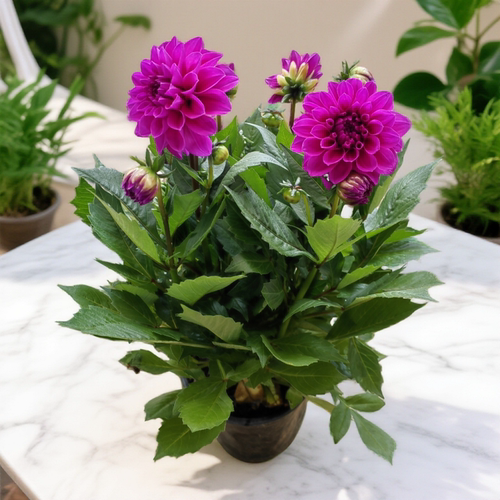 大丽花开花庭院春秋带花包邮斗南
