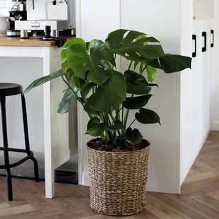 斗南绿植盆栽店网红龟背竹客厅室内吸甲醛昆明包邮发货到手鲜活