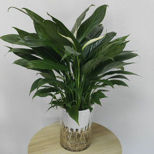 斗南绿植盆栽店水培白掌一帆风顺幸福树盆栽原盆原土昆明发货桌面