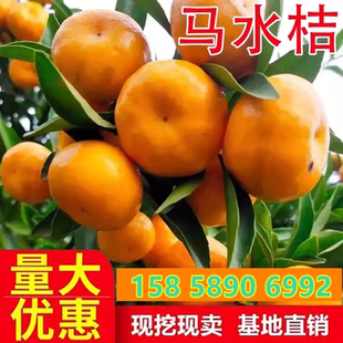 马水桔苗南北方庭院地栽柑橘苗大树盆栽嫁接带土桔子树苗当年结果