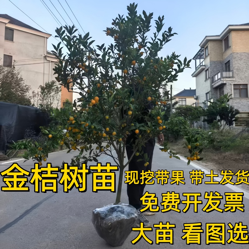 脆蜜金桔树树苗嫁接四季结果脆蜜金柑脆皮金桔大苗树当年结果