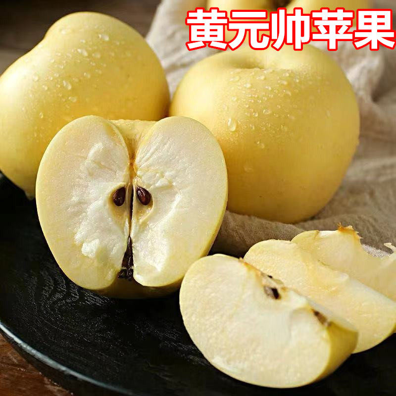黄元帅苹果树苗南北方庭院地栽图片