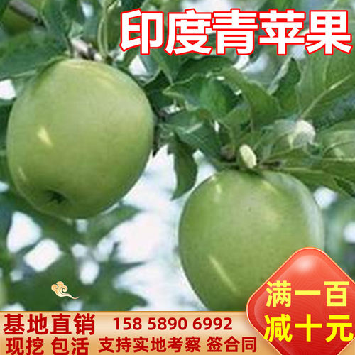 果树 果苗 印度青苹果树苗冰糖心嫁接南方北方种植盆栽地栽水果