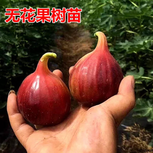 无花果树苗南方北方种植