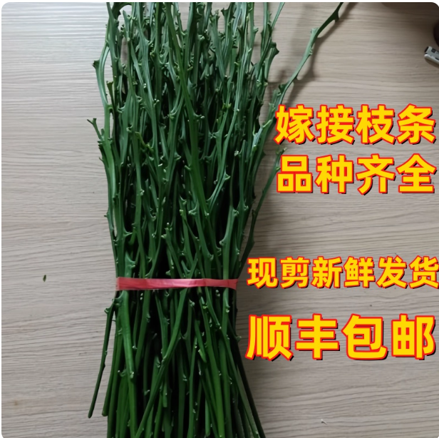 正宗象山黄美人柑橘苗橘子桔子嫁接枝条蜜桔柑桔明日见红美人爱媛