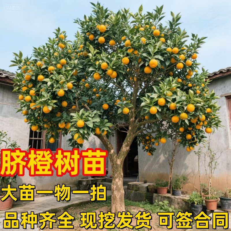 赣南脐橙苗嫁接纽荷尔脐橙苗