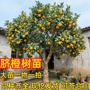 江西赣南脐橙苗嫁接纽荷尔脐橙苗血橙南方北方种植果树苗橙子树苗