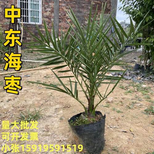 中东海枣树苗银海枣苗热带风情别墅公园庭院耐寒风景树棕榈科植物