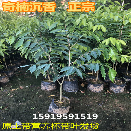 名贵树苗正宗奇楠沉香树苗