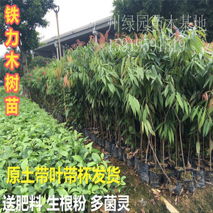 名贵木材苗铁力木树苗铁梨木树苗庭院观赏地栽盆栽 园林绿化植物