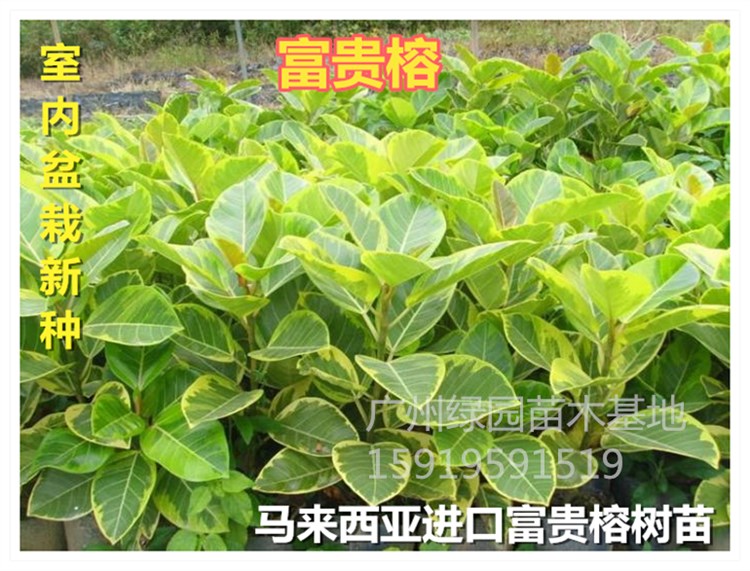 马来西亚进口富贵花叶室内盆栽苗