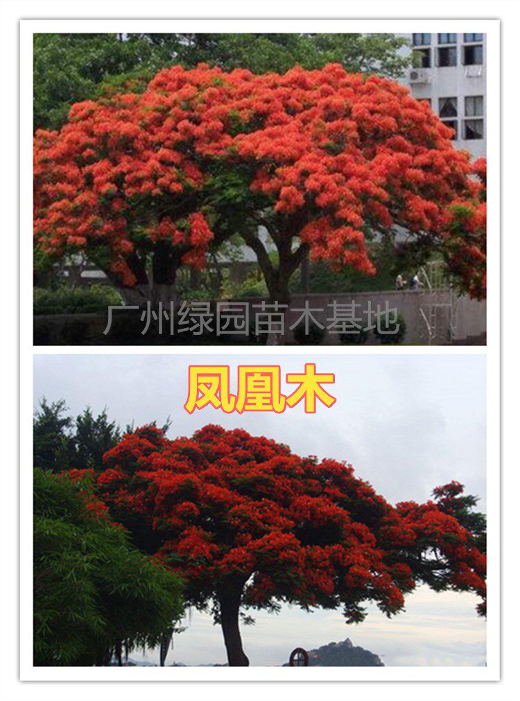 凤凰木苗优质凤凰树苗红花楹小苗盆栽带土发货凤凰树苗庭院绿化苗