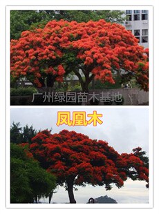 凤凰木苗优质凤凰树苗红花楹小苗盆栽带土发货凤凰树苗庭院绿化苗