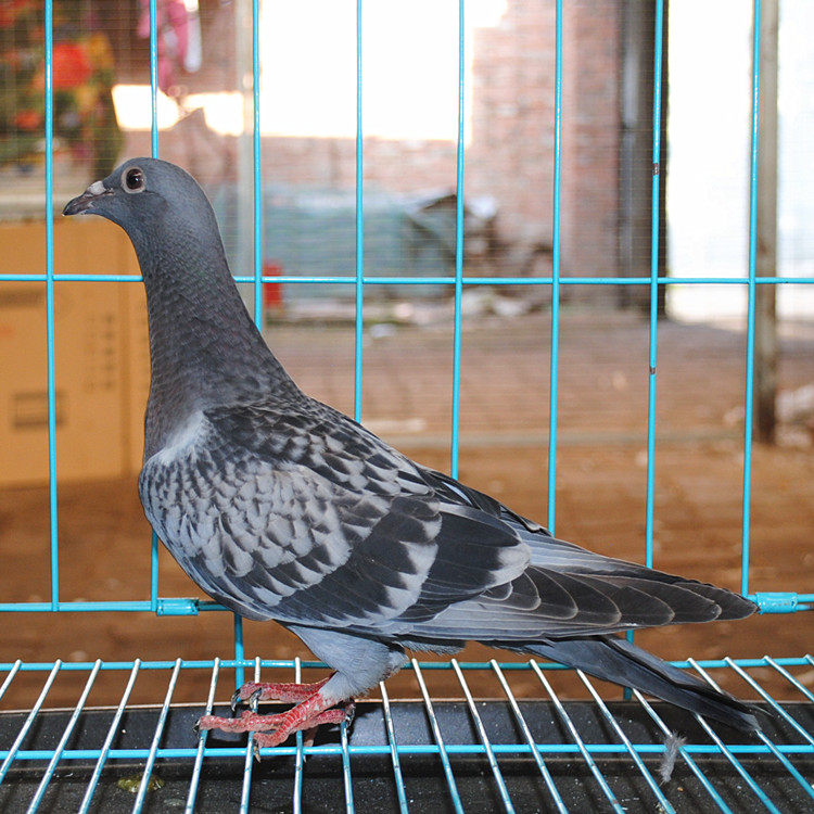 鴿子 種鴿 賽鴿 幼鴿 成績鴿 天落鳥活體信鴿 血統鴿 李鳥雄在類目 寵物/寵物食品及用品, 鳥類及用品, 鳥中 - 來自Buy2taobao.com提供專業的淘寶代購服務