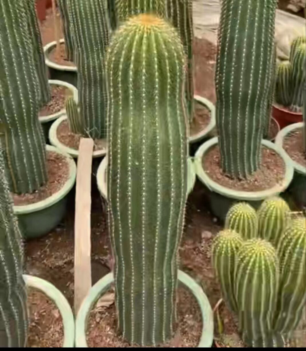 仙人球绿植防辐射大凤龙仙人柱