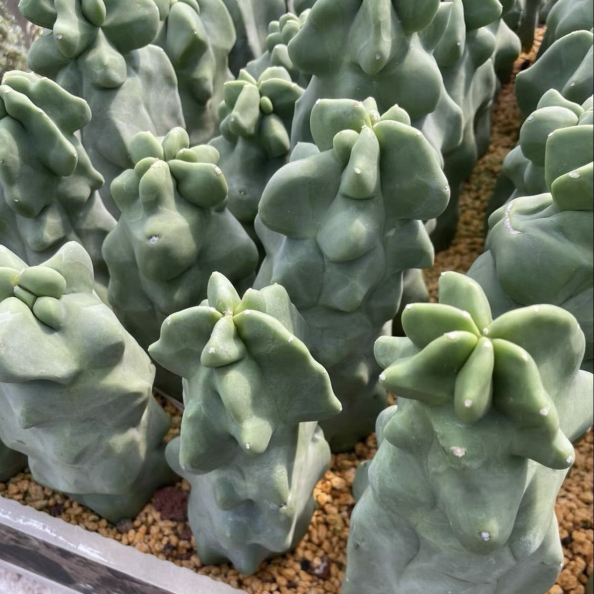 上帝阁石化仙人柱 奇趣多肉植物仙人掌科办公室阳台净化空气盆栽