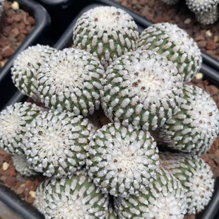 精巧殿仙人球四季植物室内懒人好养办公室桌面阳台高档盆栽