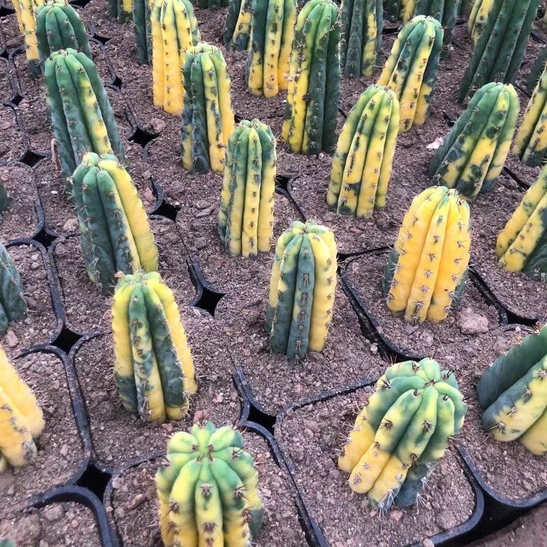多闻柱锦稀有美观小盆栽仙人掌仙人柱科办公摆件沙生绿植物多肉