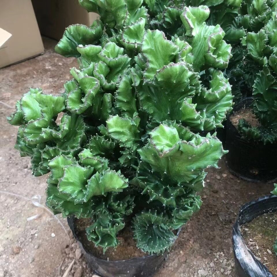 玉麒麟盆栽花卉仙人掌帝国多肉植物好养室内吸甲醛防辐包邮