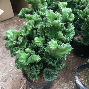 玉麒麟盆栽花卉仙人掌帝国多肉植物好养室内吸甲醛防辐包邮