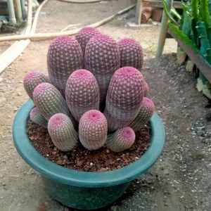 超大红太阳仙人球稀有办公室内盆栽含盆带土栽好