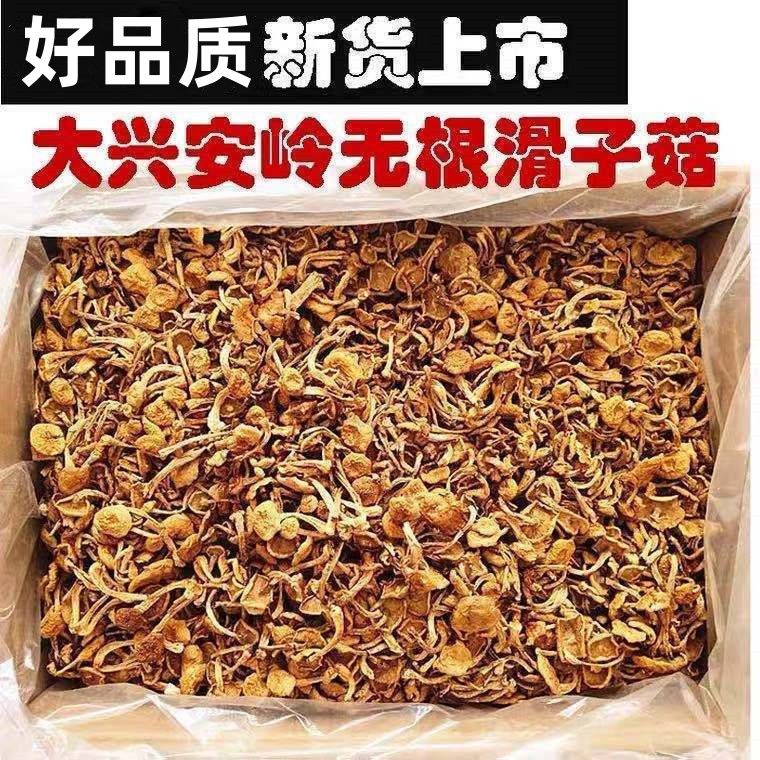 东北袋包滑子菇大兴安岭新蘑菇
